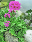 Preview: Rosenprimel - Primula rosea
